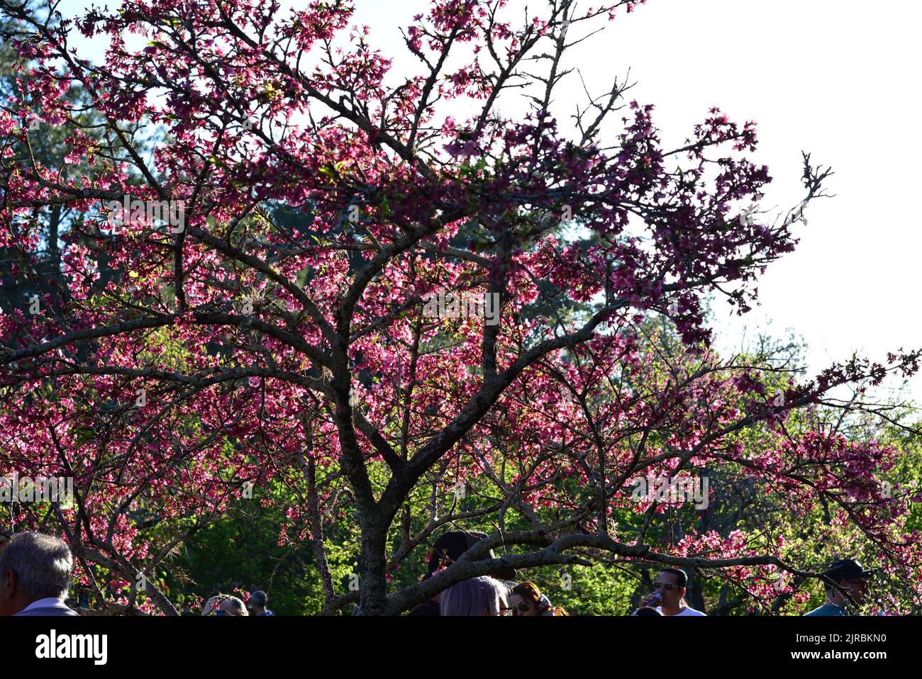 Tourists contemplating a cherry tree, in cherry blossom festival in Brazil, exotic tree Stock Photo