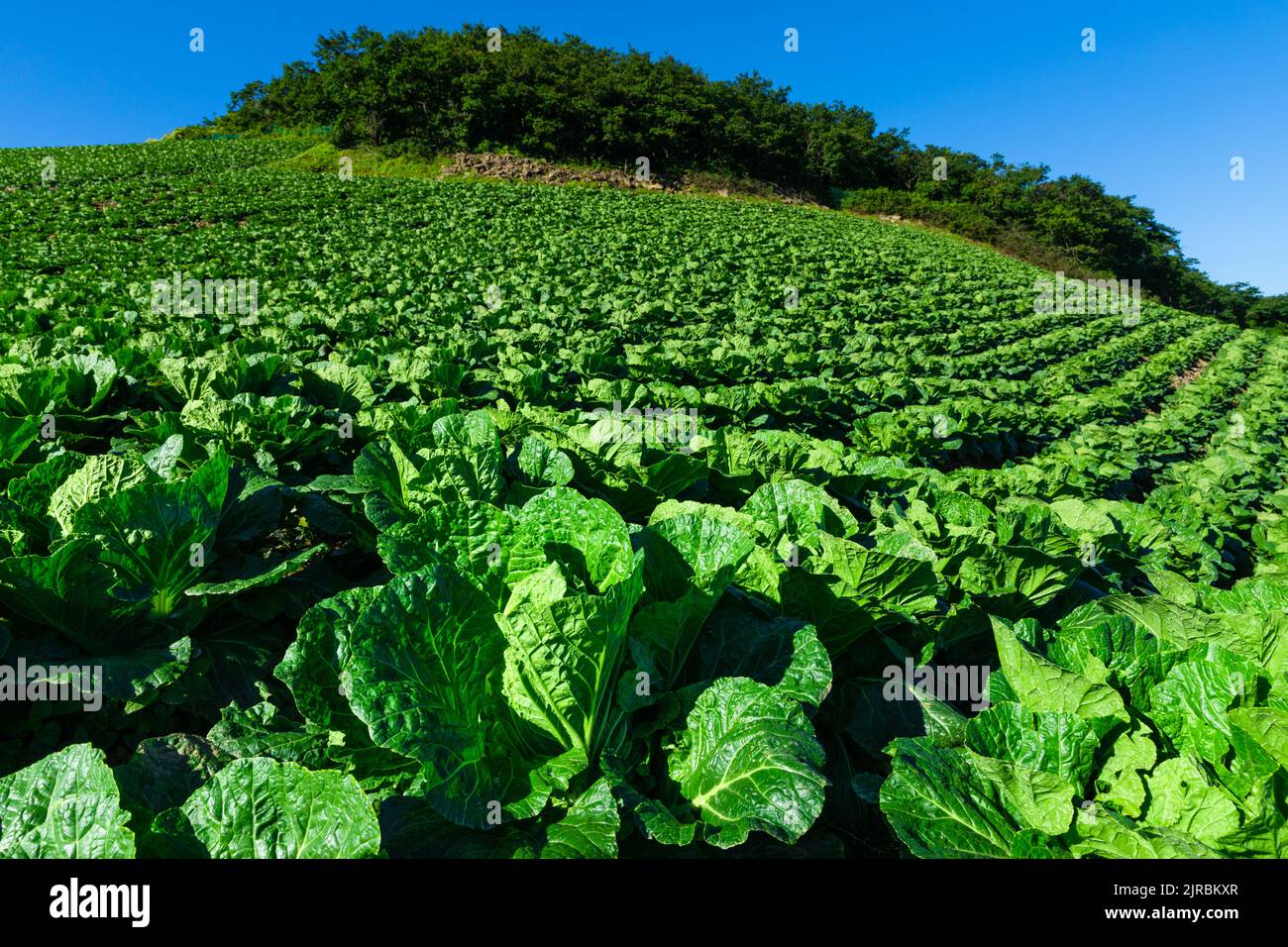 Green vegetables grown in a beautiful alpine area on a sunny morning, close-up cabbage. Taebaek-si, Gangwon-do, South Korea. Stock Photo