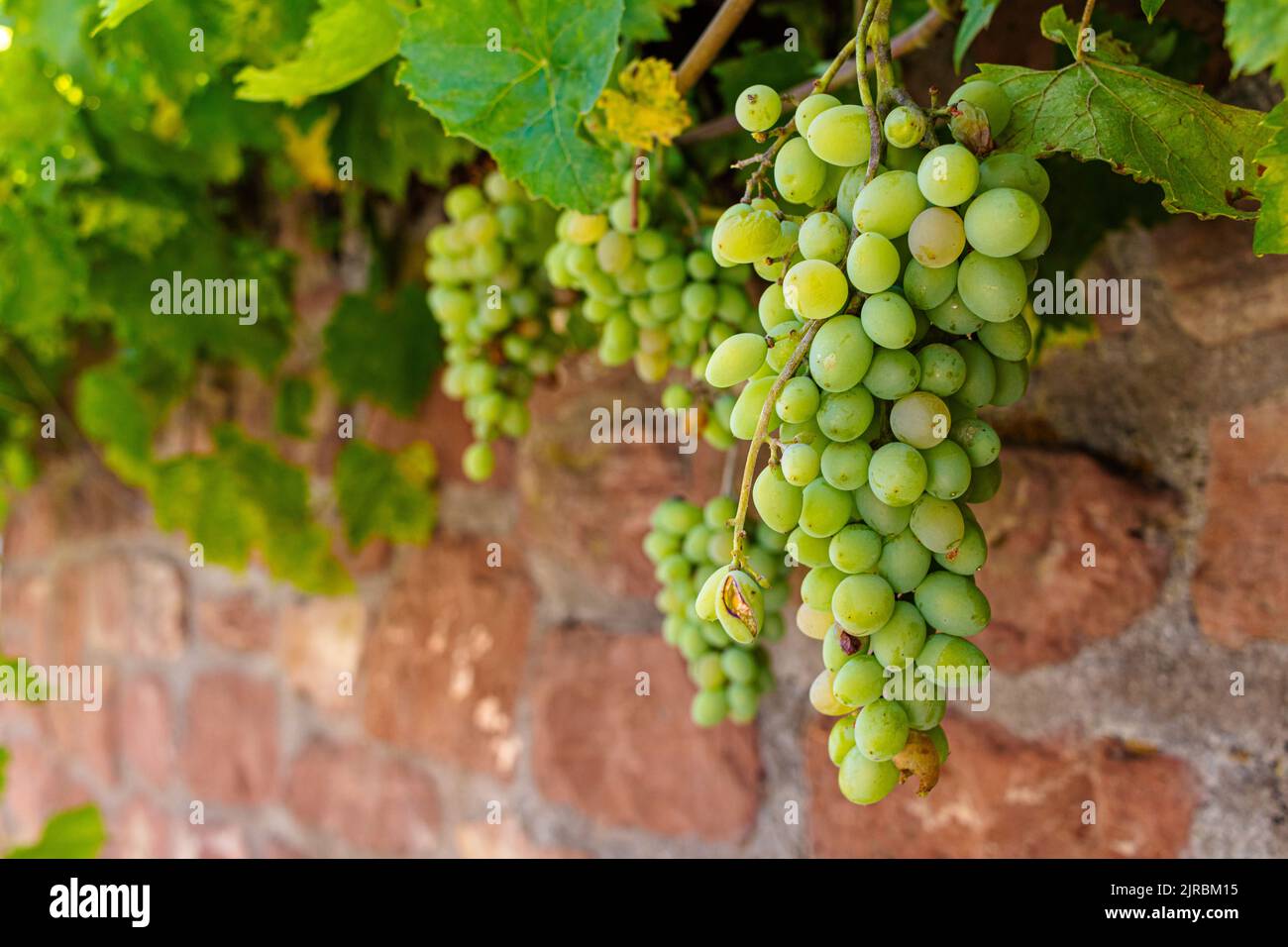 Close up of a vine, Vitis vinifera, growing on an old sandstone wall with ripe grapes at harvest time in autumn Stock Photo