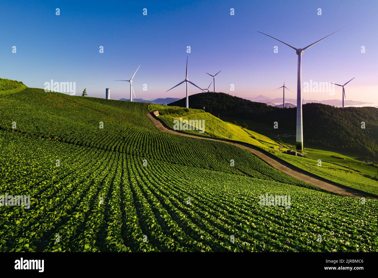 Wind turbine landscape in environment of cabbage field of green