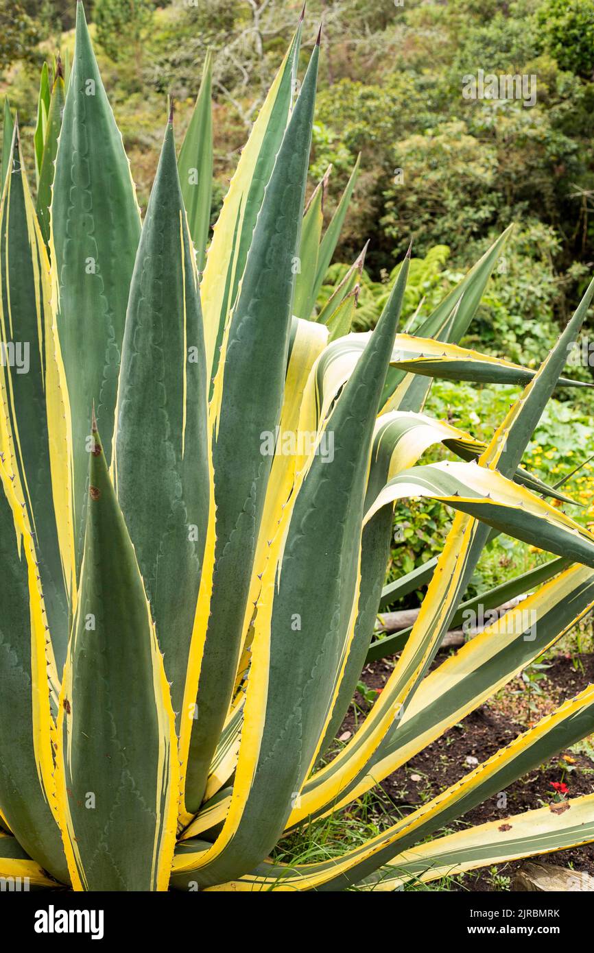 Blue agave plant Agave tequilana Stock Photo Alamy