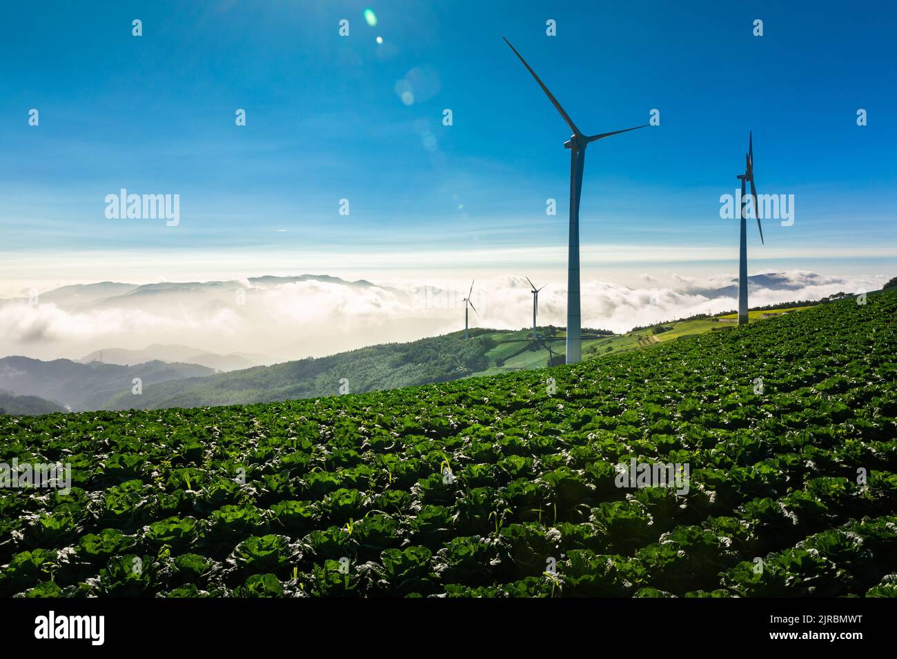 Wind turbine landscape among clouds spreading over mountains in an alpine local cabbage field environment illuminated by morning sunlight. Stock Photo