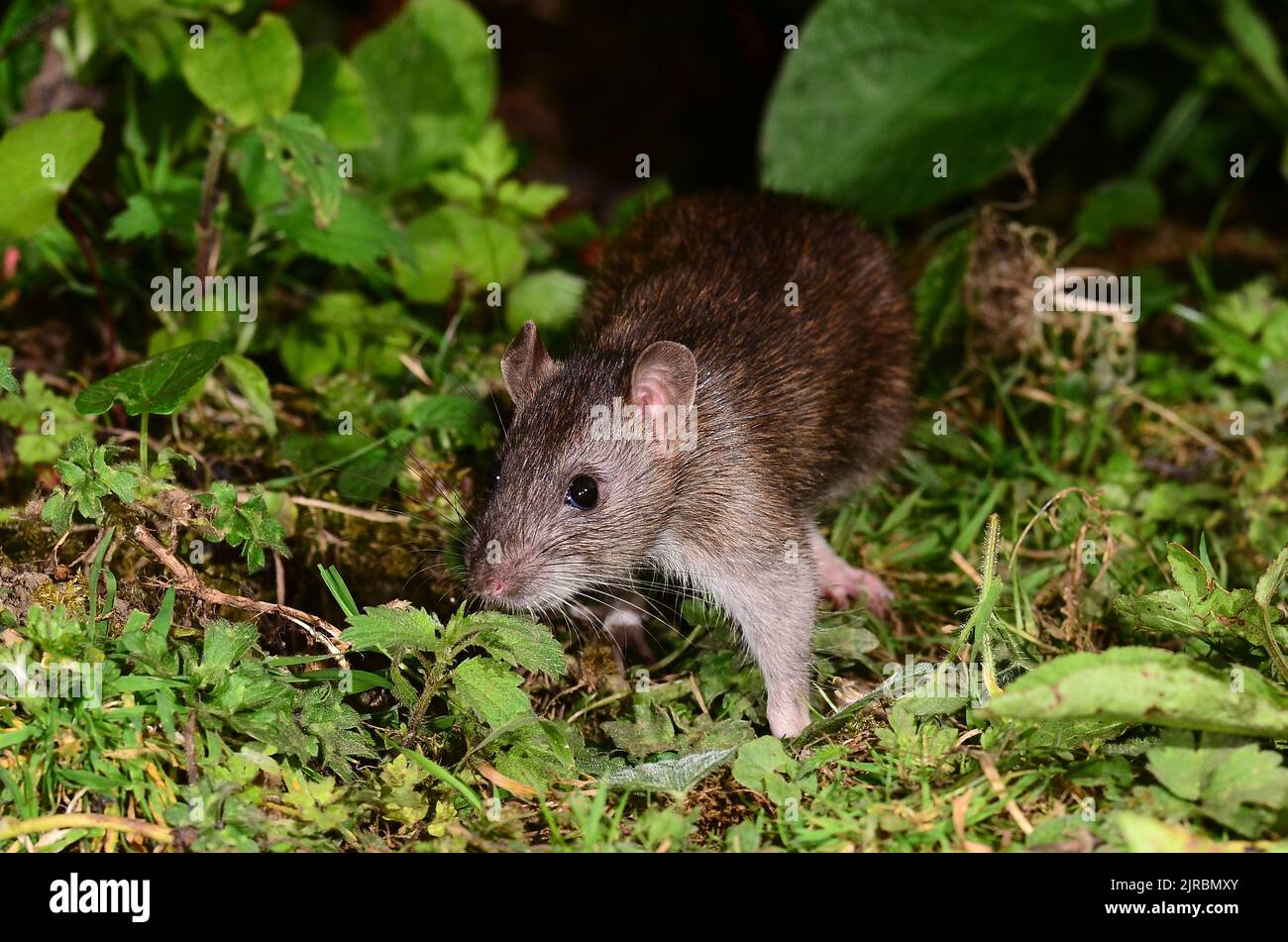 juvenile brown rat foraging along field edge at dusk Stock Photo