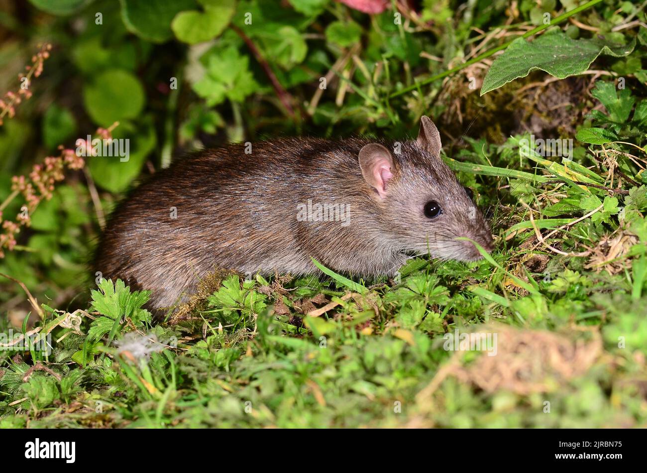 juvenile brown rat foraging along field edge at dusk Stock Photo
