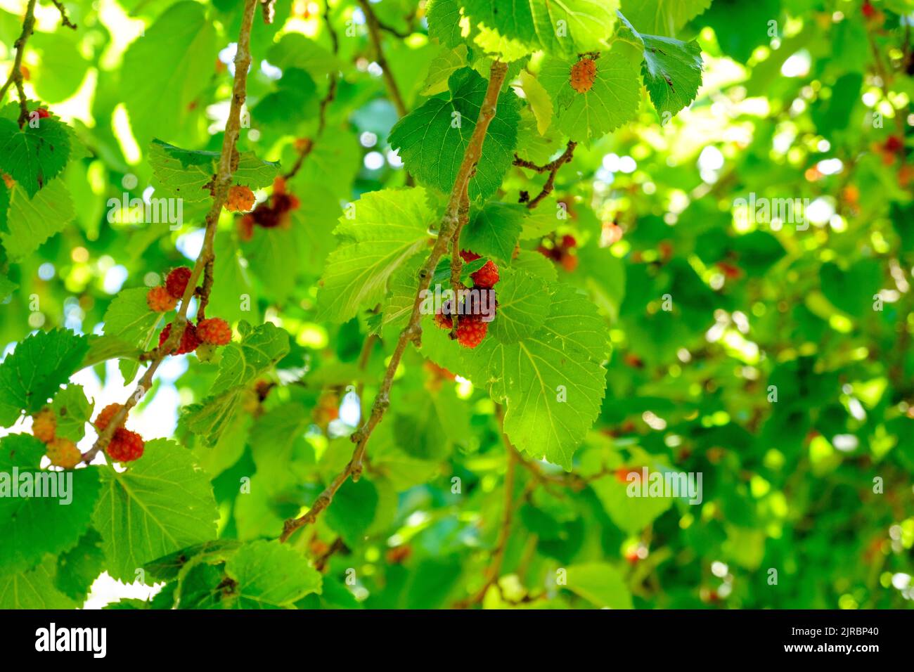 Mulberry, UK Stock Photo
