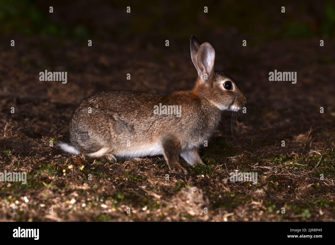Adult rabbit photographed at night in darkness with flash. Stock Photo