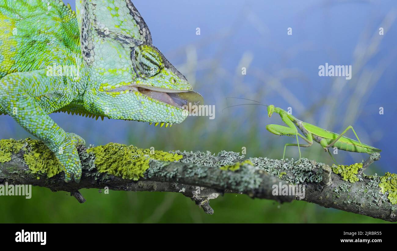 Close-up of mature Veiled chameleon hunts by shooting tongue at  praying mantis. Cone-head chameleon or Yemen chameleon (Chamaeleo calyptratus) and Tr Stock Photo