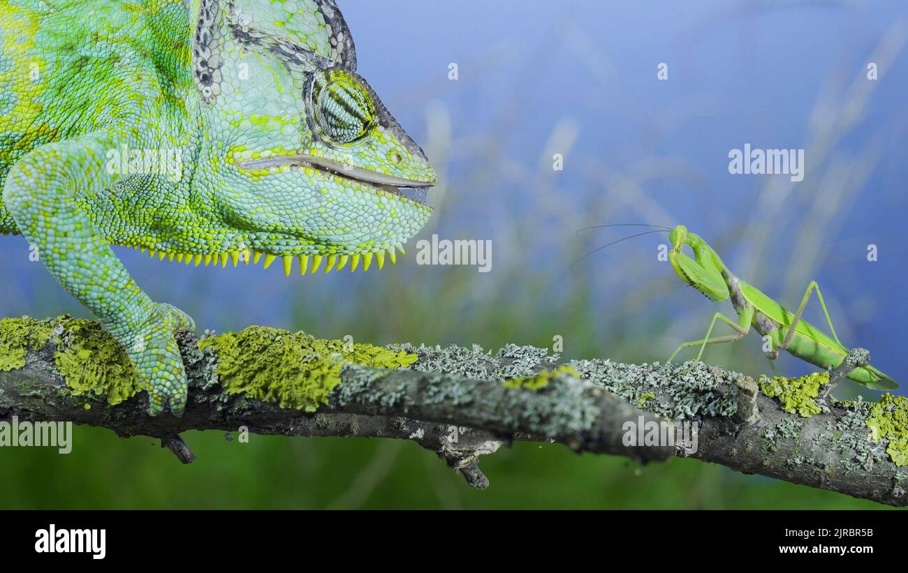 Close-up, Mature green Veiled chameleon looking curiously at praying mantis. Cone-head chameleon or Yemen chameleon (Chamaeleo calyptratus) and Transc Stock Photo
