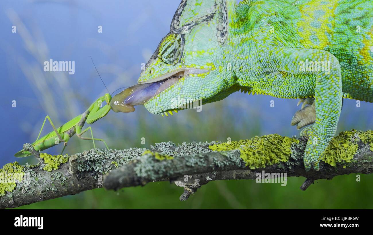 Close-up of mature Veiled chameleon hunts by shooting tongue at  praying mantis. Cone-head chameleon or Yemen chameleon (Chamaeleo calyptratus) and Tr Stock Photo
