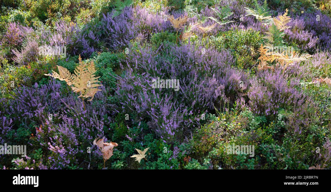 Calluna vulgaris, common heather, ling, or simply heather in Kemeri National Park, Latvia Stock Photo