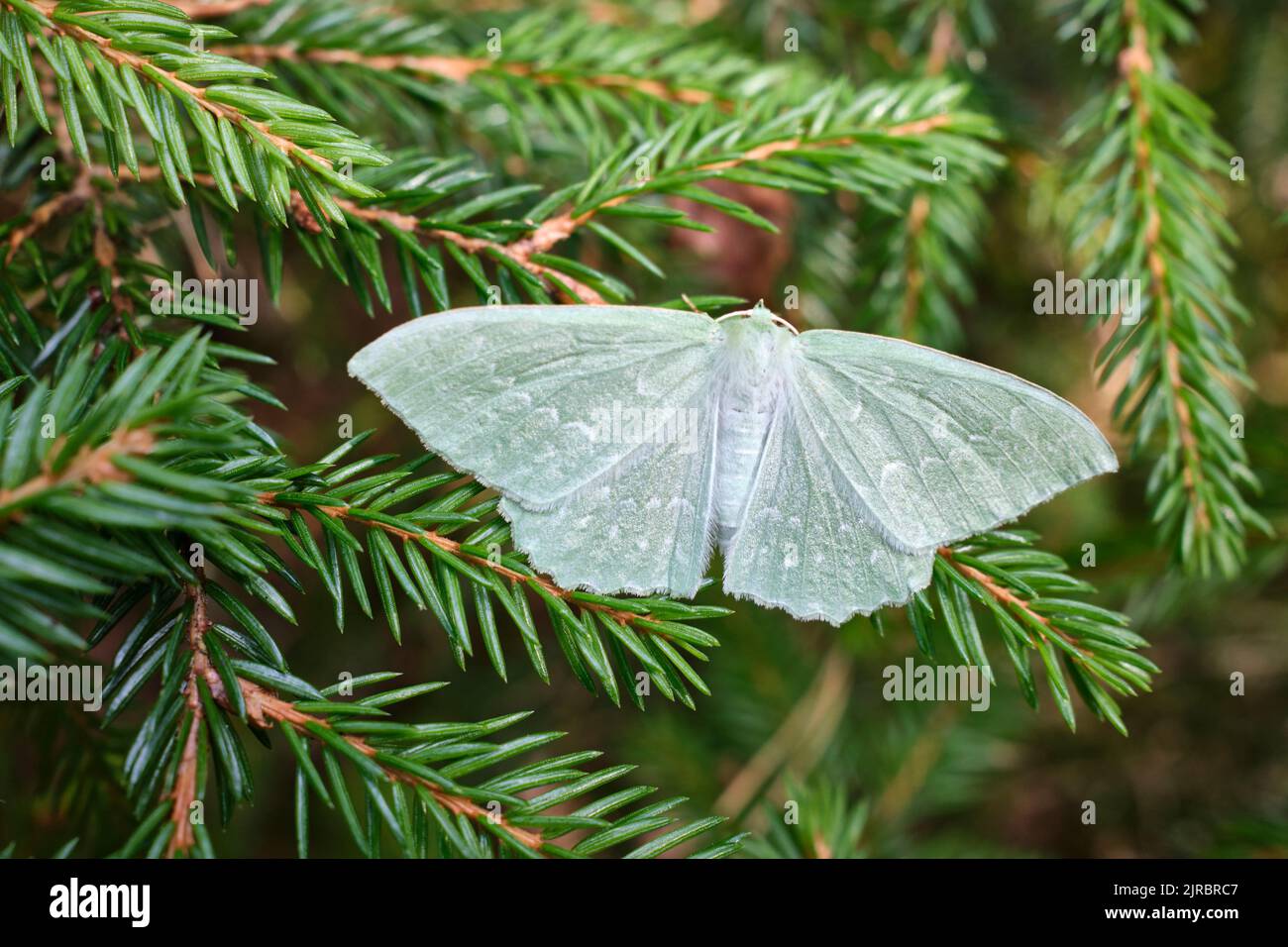 Essex Emerald, Thetidia smaragdaria, moth in close-up Stock Photo