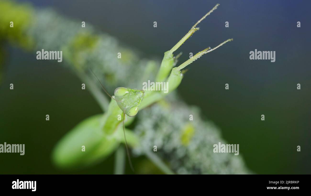 Grasshopper arms insect green hi-res stock photography and images - Alamy