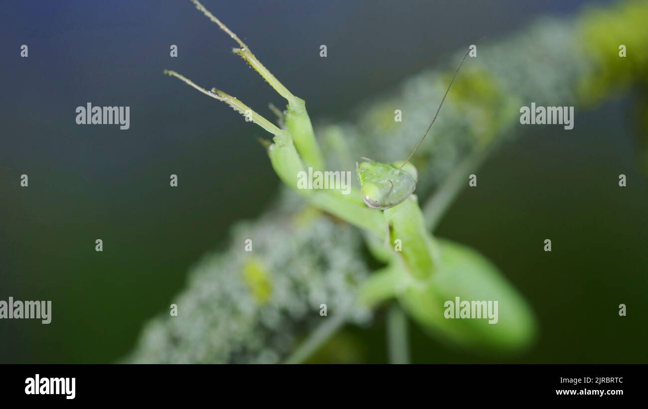 Grasshopper arms insect green hi-res stock photography and images - Alamy