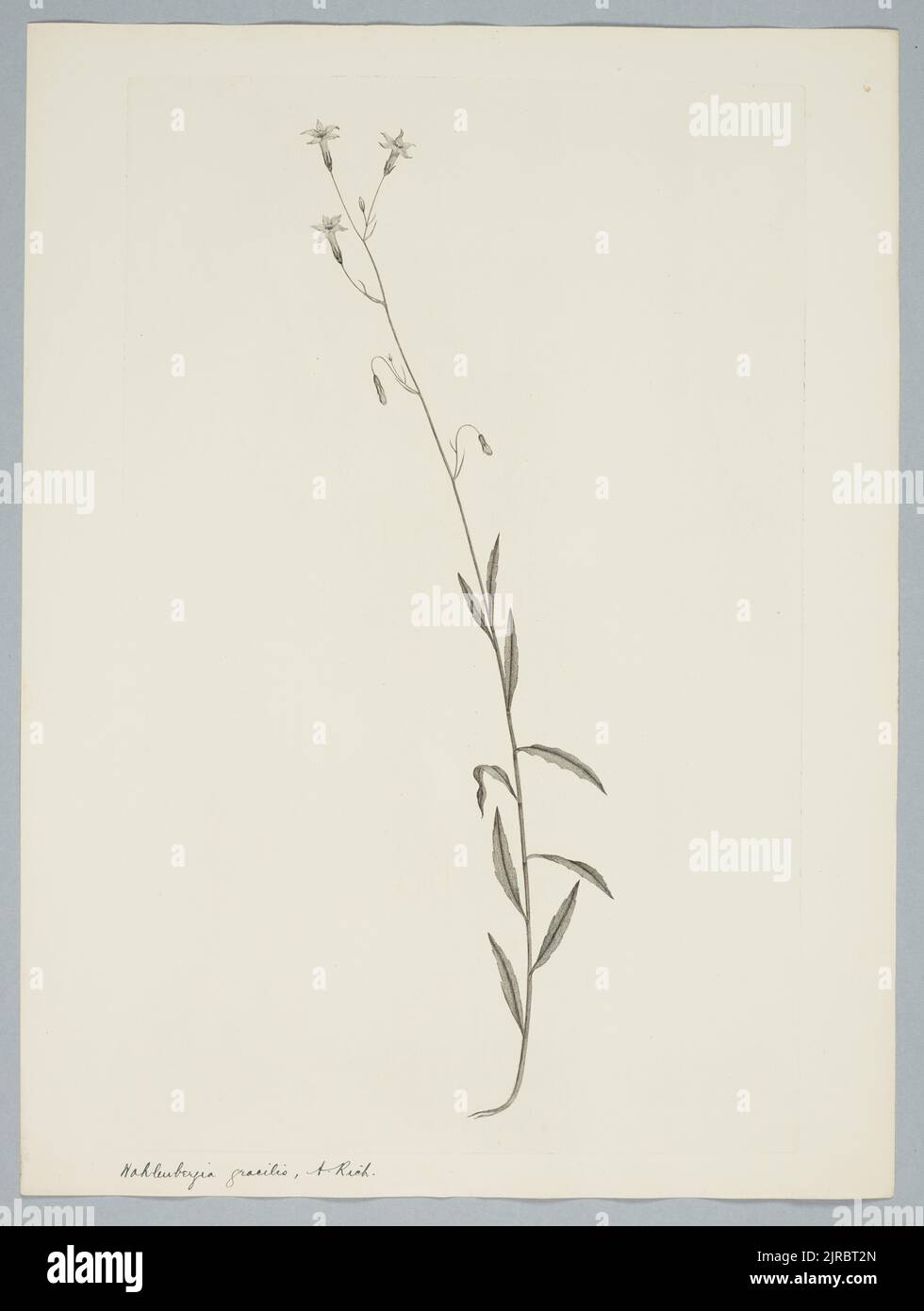 Wahlenbergia communis Carolin, by Sydney Parkinson. Gift of the British Museum, 1895. Stock Photo