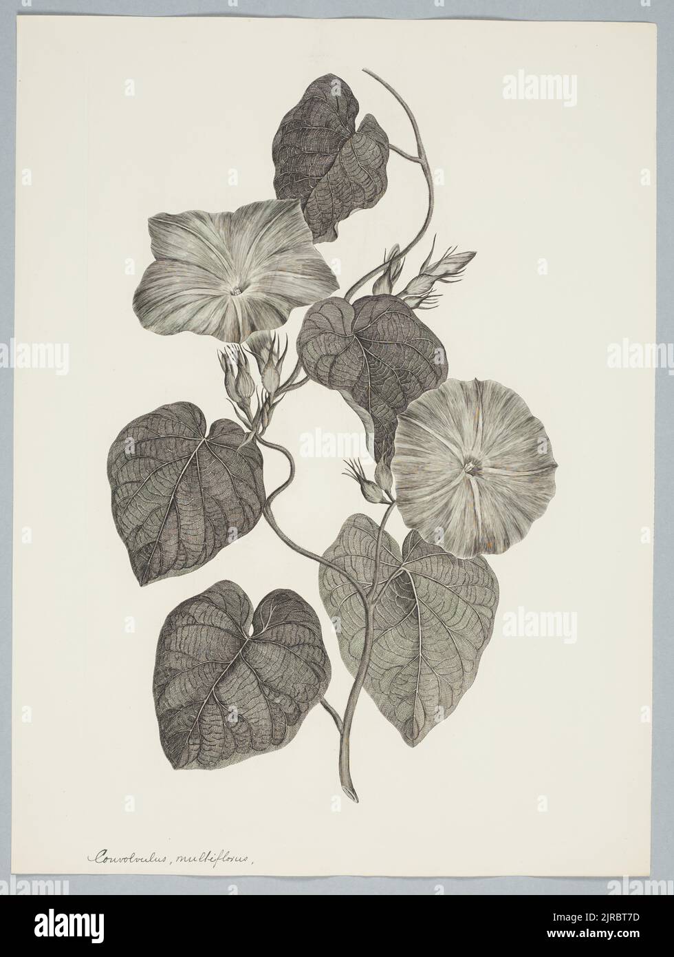 Ipomoea indica (Burman f.) Merrill, by Sydney Parkinson. Gift of the British Museum, 1895. Stock Photo