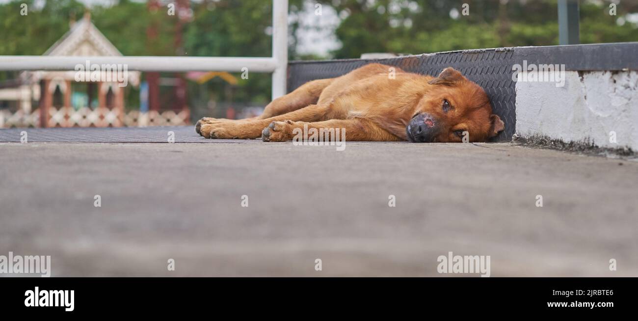 A very sad looking stray dog with an injured nose lying on the pavement. Stock Photo