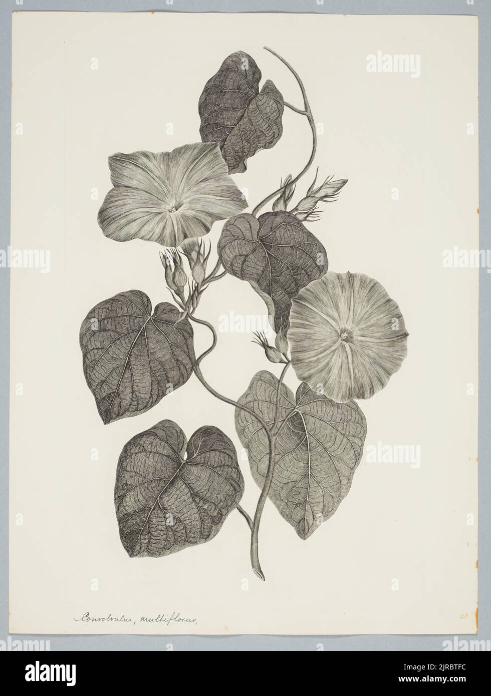 Ipomoea indica (Burman f.) Merrill, by Sydney Parkinson. Gift of the British Museum, 1895. Stock Photo