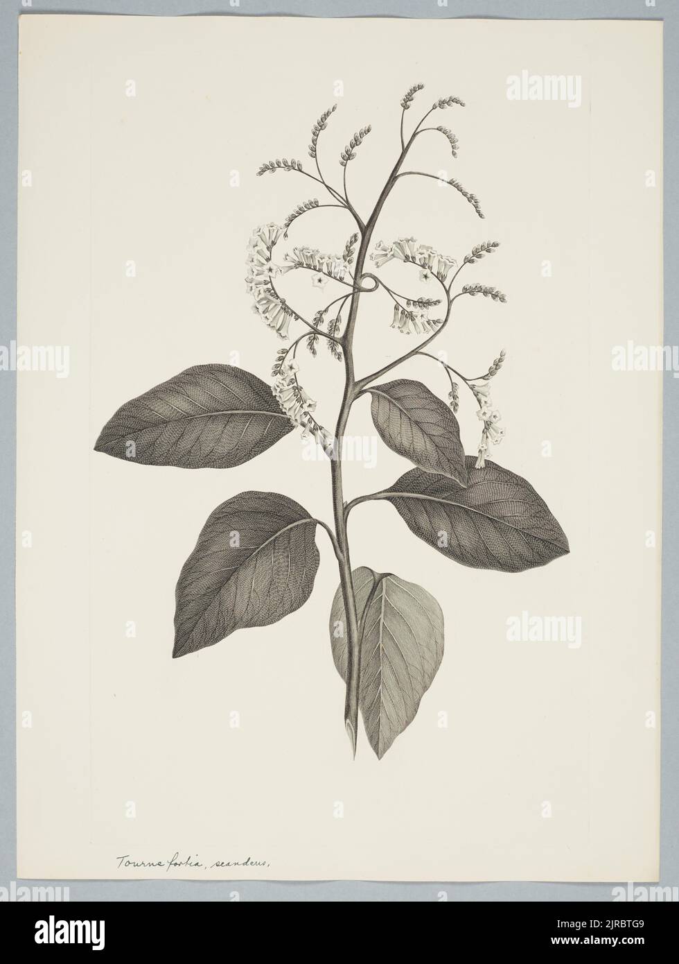 Tournefortia sarmentosa Lamarck, by Sydney Parkinson. Gift of the British Museum, 1895. Stock Photo