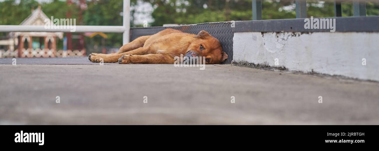 A very sad looking stray dog with an injured nose lying on the pavement. Stock Photo
