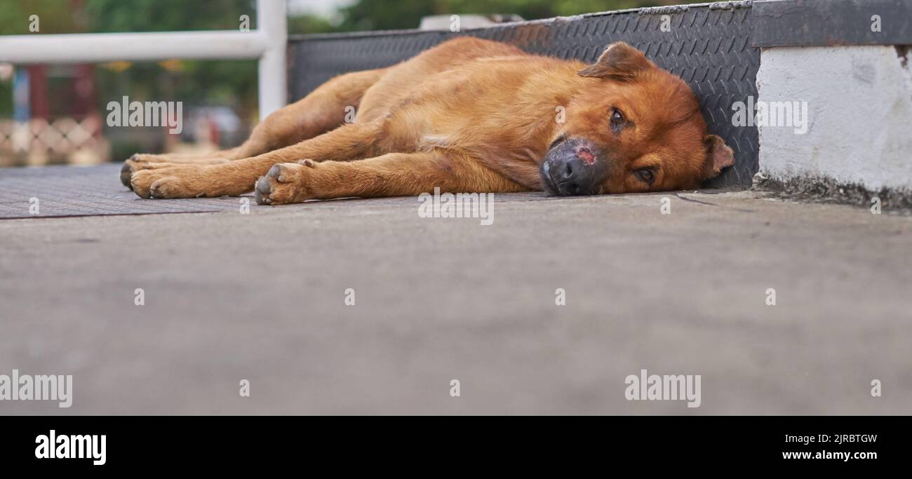 A very sad looking stray dog with an injured nose lying on the pavement. Stock Photo