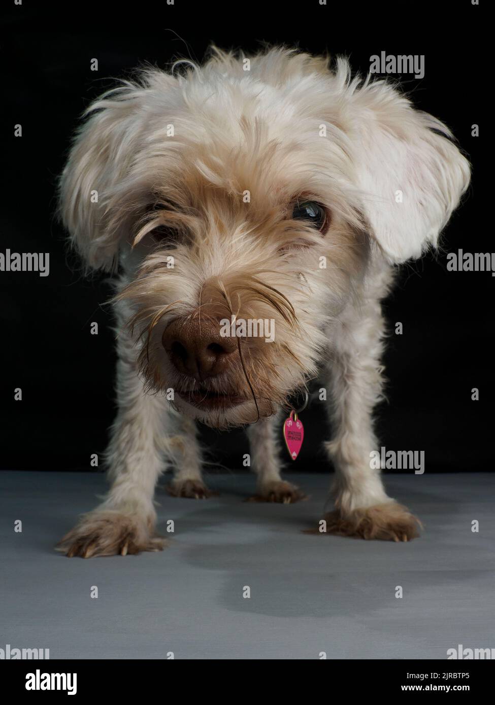 Studio portrait of an old blind white dog. Stock Photo