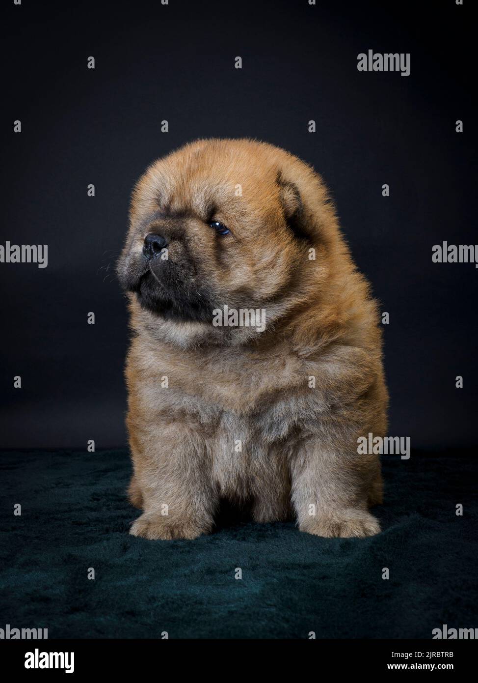 Male Chow Chow puppy Stock Photo