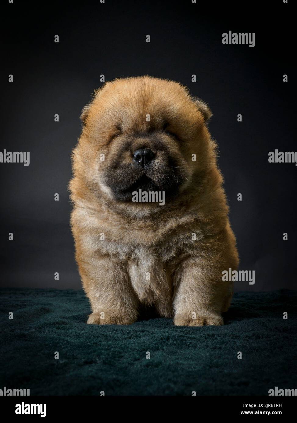 Studio portrait of a male Chow Chow puppy. Stock Photo