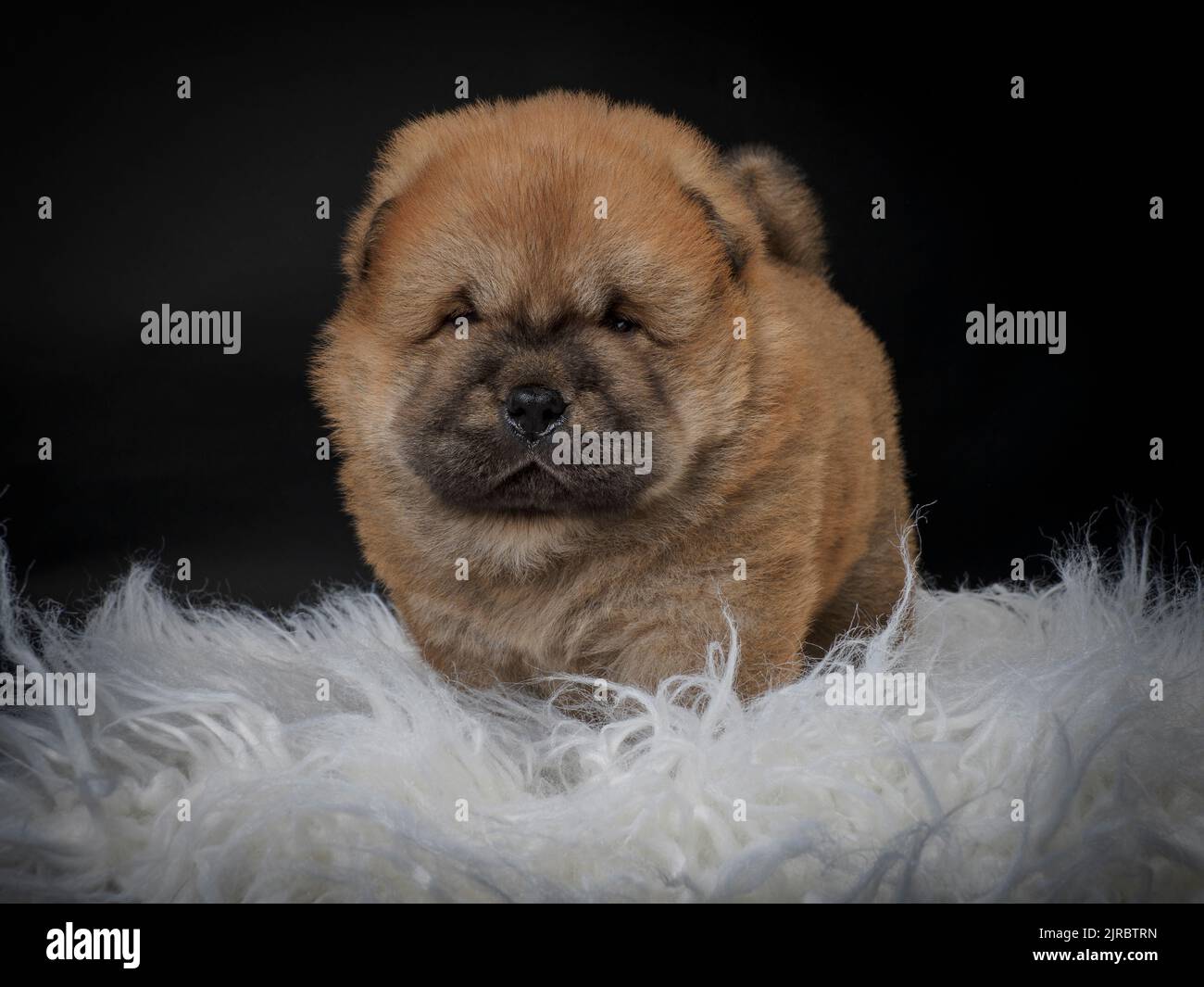 Male Chow Chow puppy Stock Photo