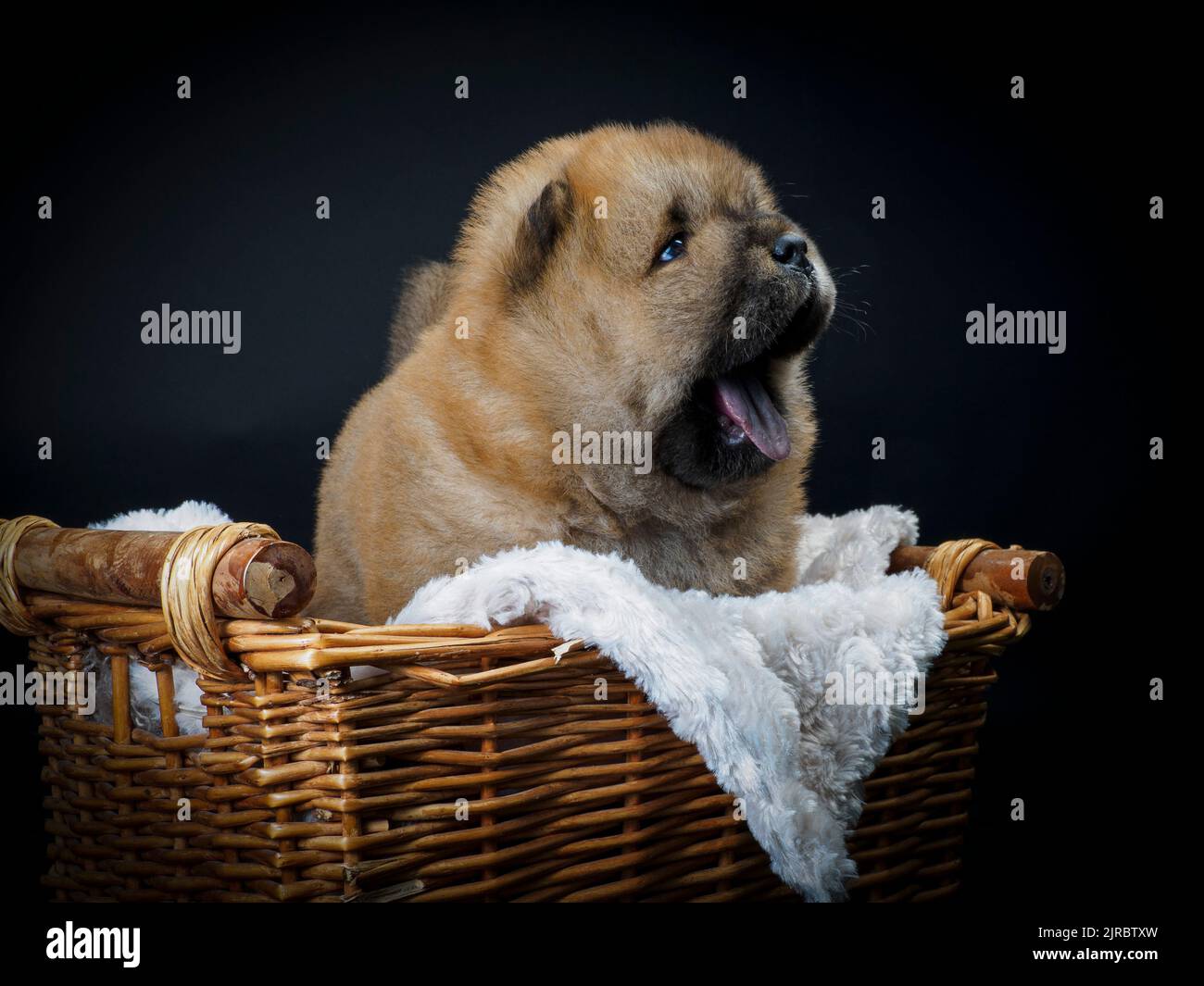 Male Chow Chow puppy in a basket. Stock Photo