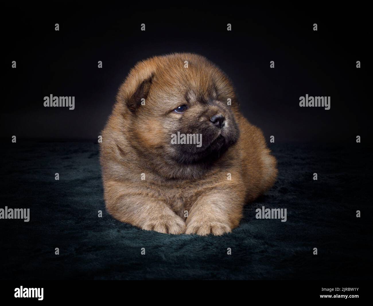 Female Chow Chow puppy Stock Photo