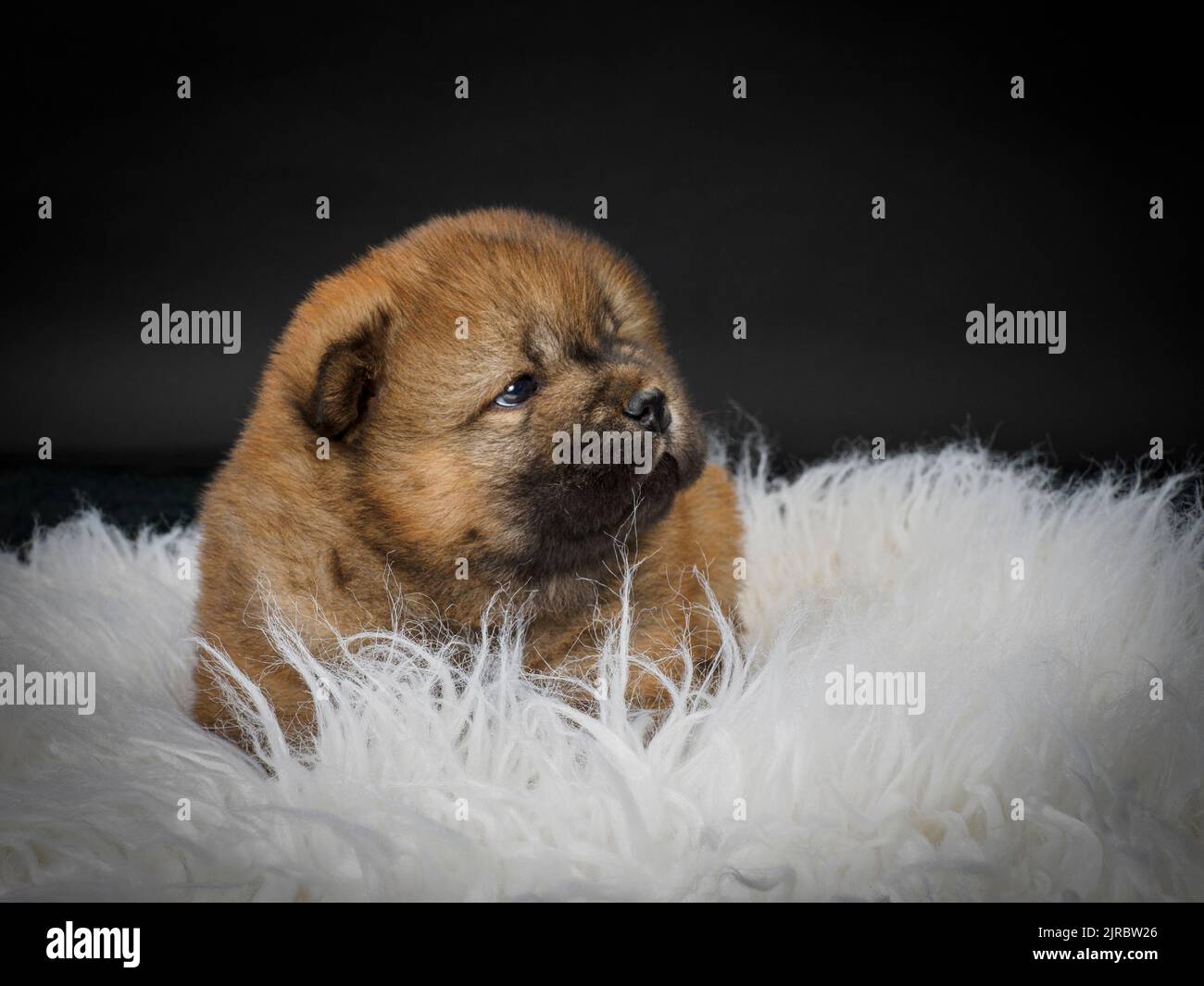 Female Chow Chow puppy Stock Photo