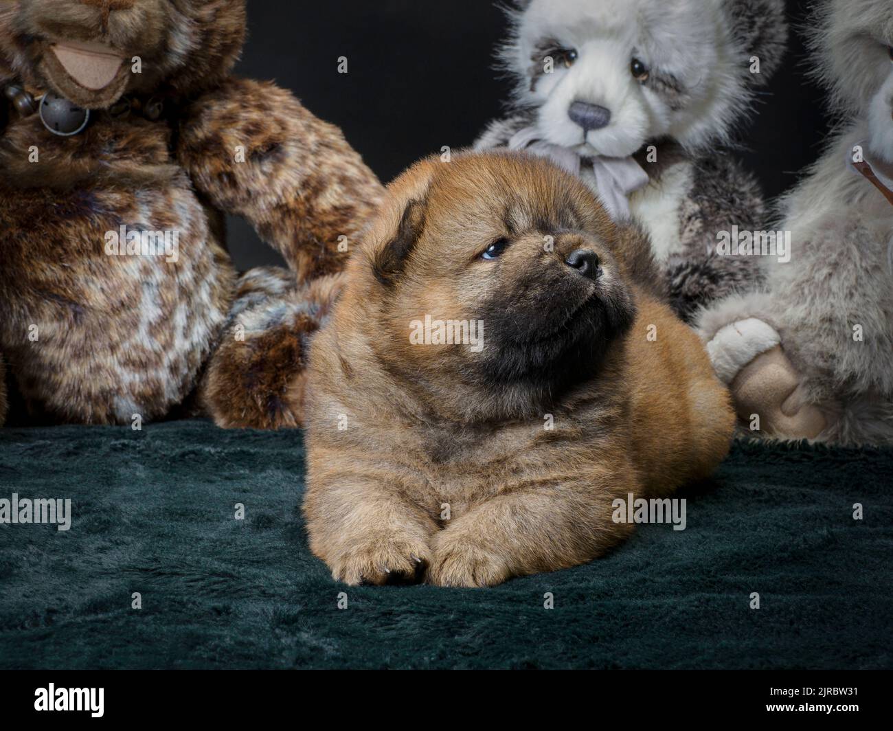 Female Chow Chow puppy with teddy bears. Stock Photo