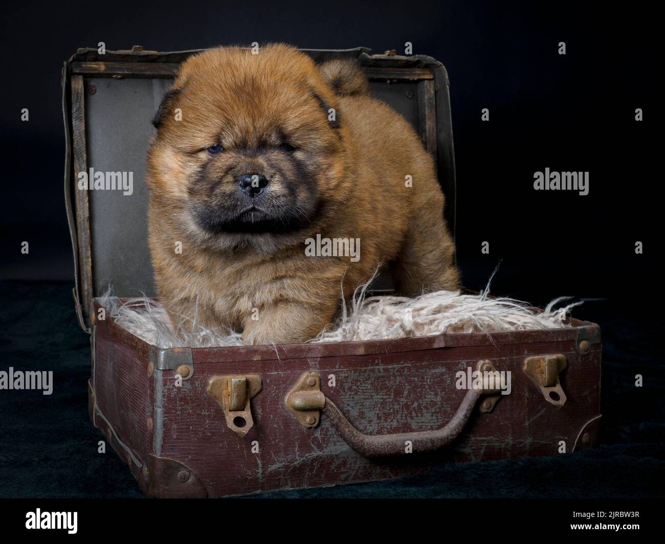 Female Chow Chow puppy in an old suitcase. Stock Photo