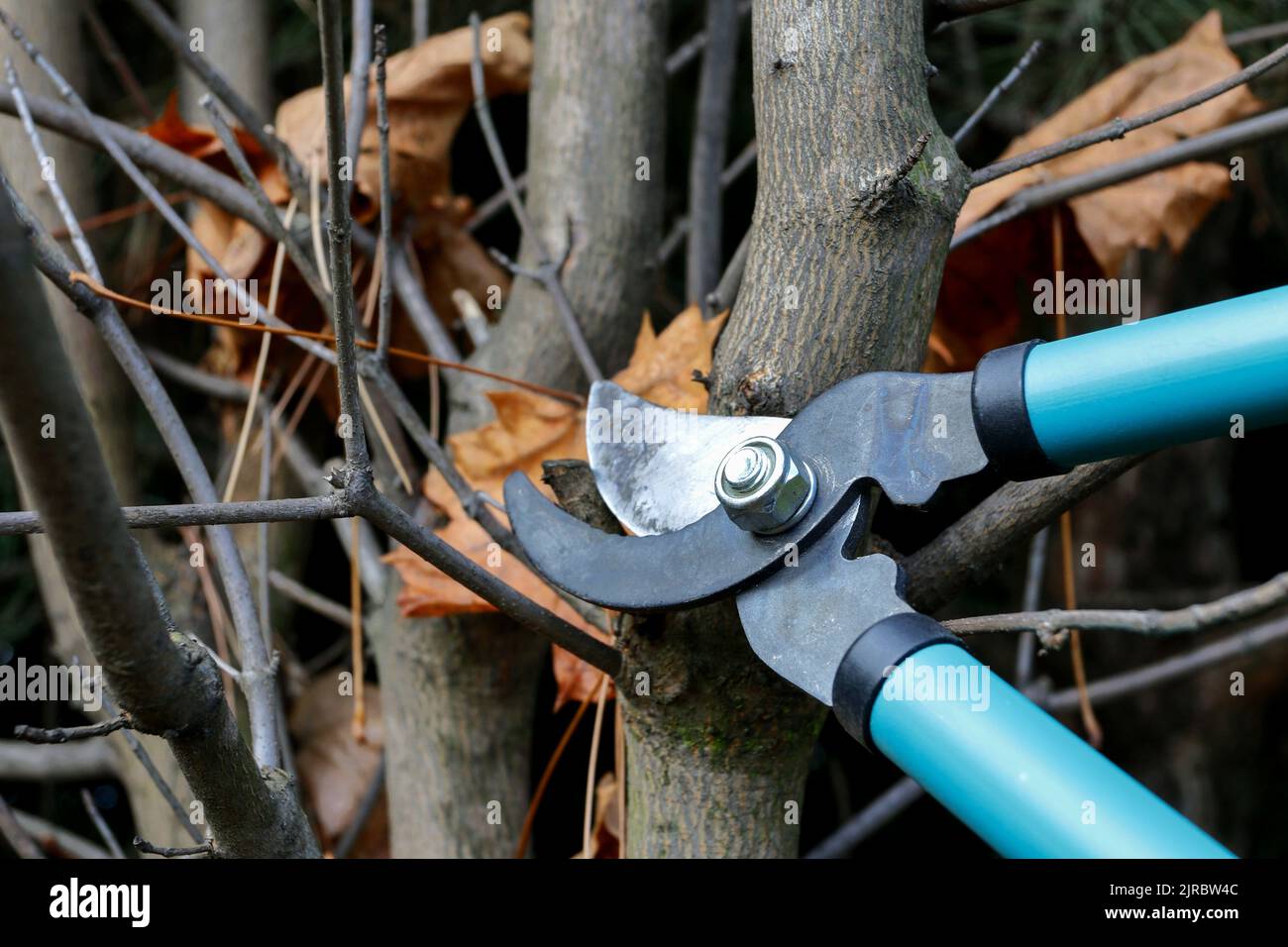 Working with the plants in the garden. Cutting dry tree branches with a