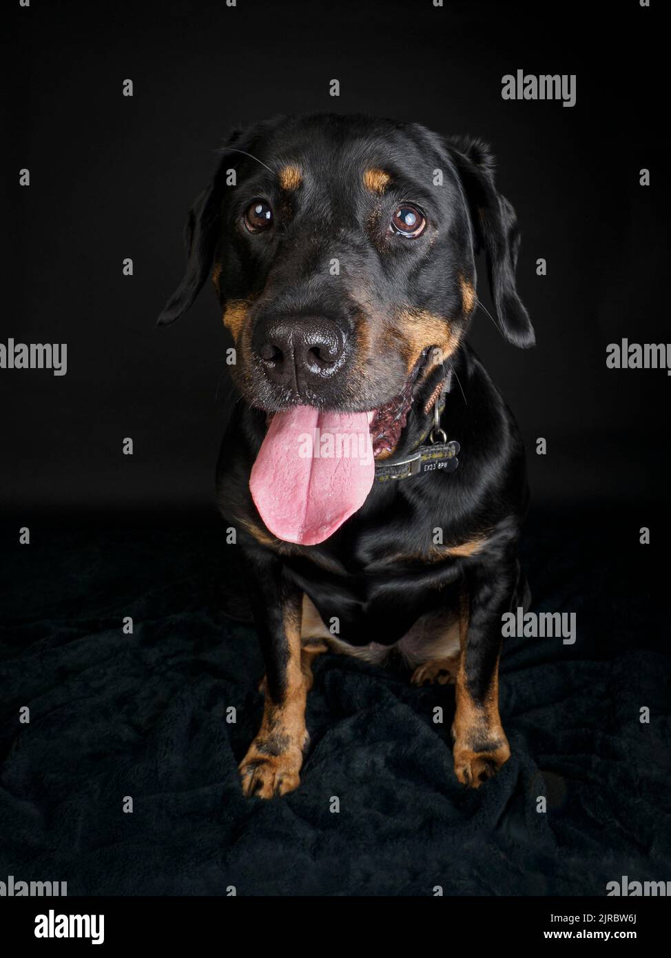 Studio portrait of a Rottweiler Stock Photo