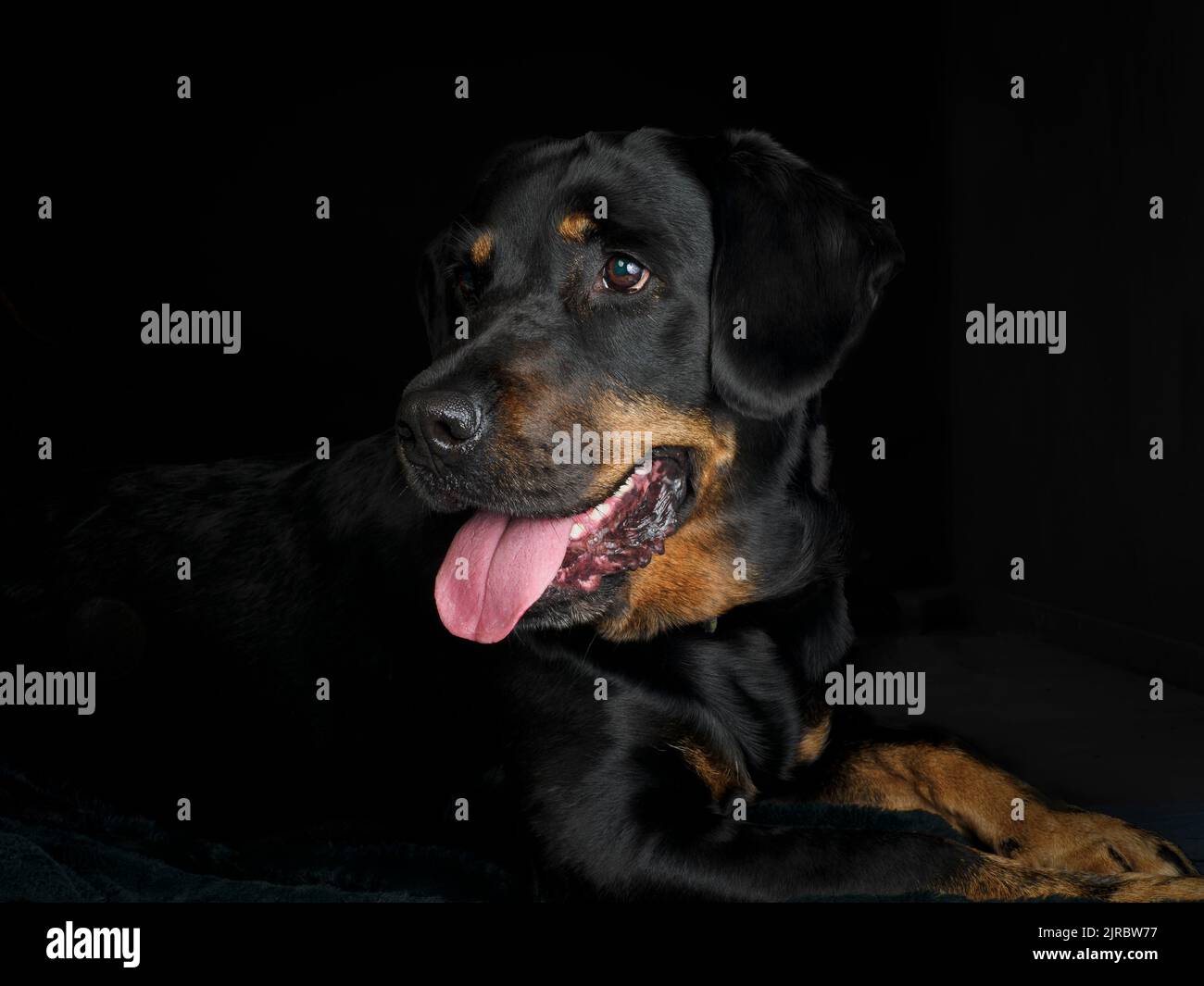 Studio portrait of a Rottweiler Stock Photo