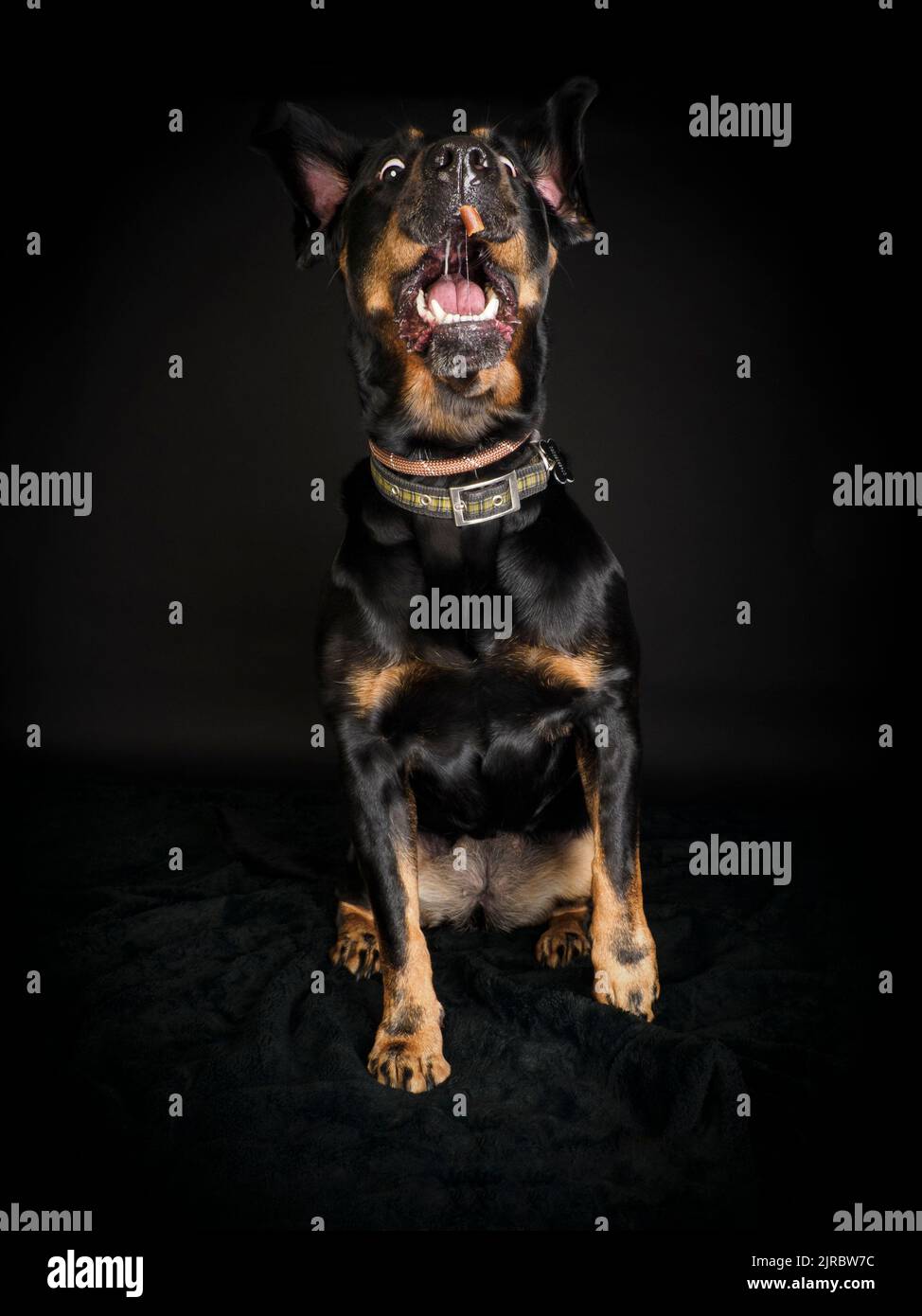 Studio portrait of a Rottweiler catching a treat. Stock Photo