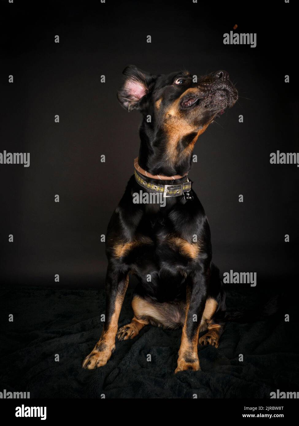 Studio portrait of a Rottweiler catching a treat. Stock Photo