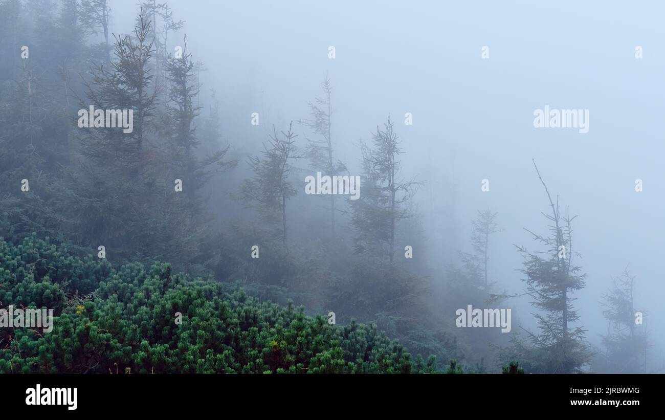 Misty mountain forest with dwarf pine and tall conifers fading into fog, creating a moody alpine wilderness landscape. Stock Photo