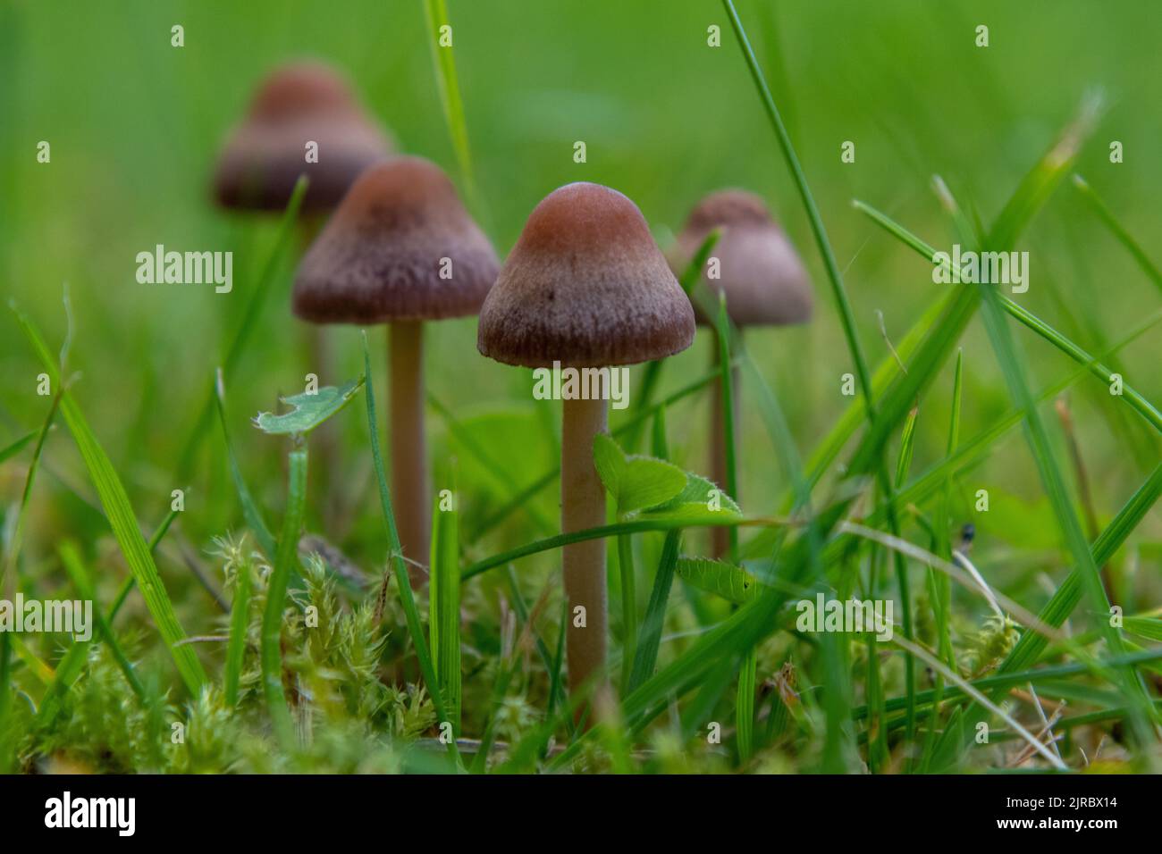 Wild mushrooms growing in the grass field. Close-up photography of little brown mushrooms in the garden. Stock Photo
