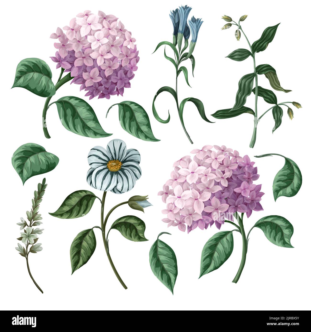 Hydrangeas and other flowers isolated. Vector Stock Vector Image & Art