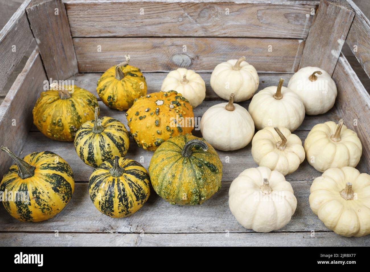 Wooden box with colorful pumpkins. Autumn decor Stock Photo