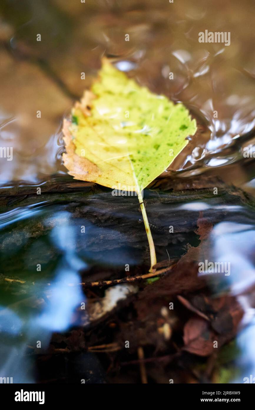 Fallen leaves, branches, waters flow and sun reflections in a creek in close-up Stock Photo