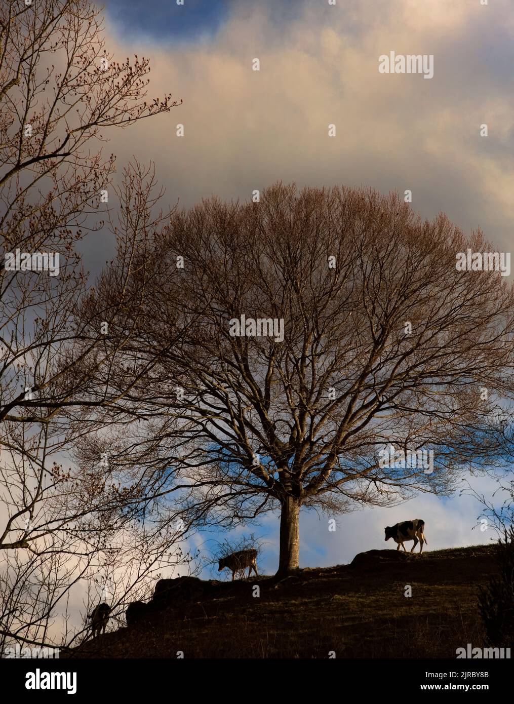 Cows on the hill and under large tree returning to the barn at the end of day Stock Photo