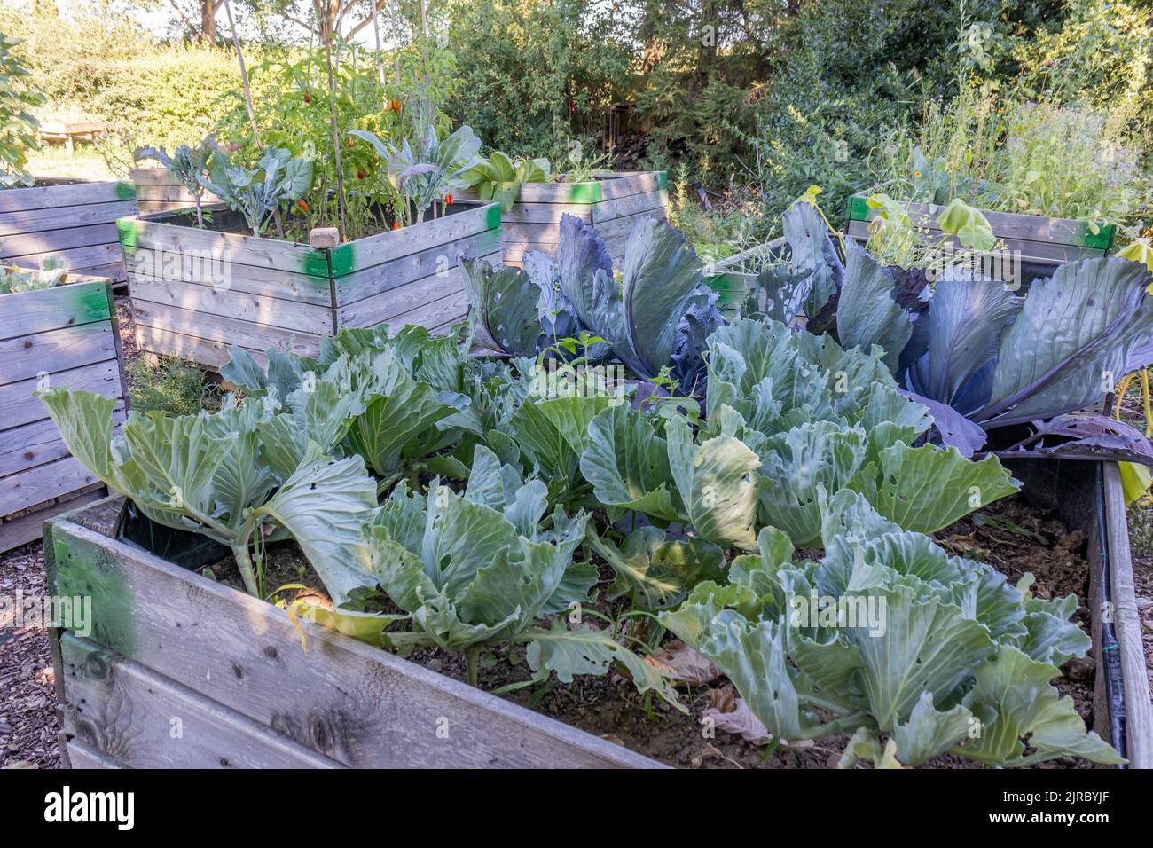 Backyard with wooden garden beds, cabbage plant with its huge leaves