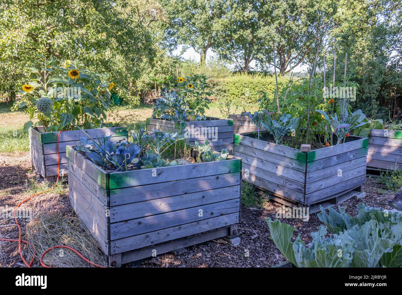 Wooden garden beds in backyard with variety of vegetable plants