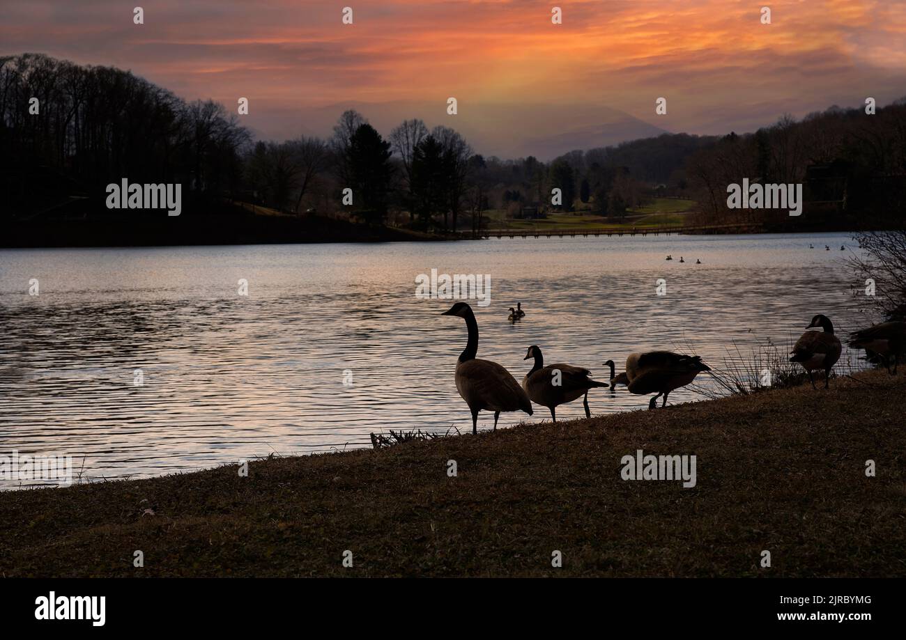 Geese resting on the shore on Lake Junaluska in Waynesville, North Carolina at sunset. Stock Photo