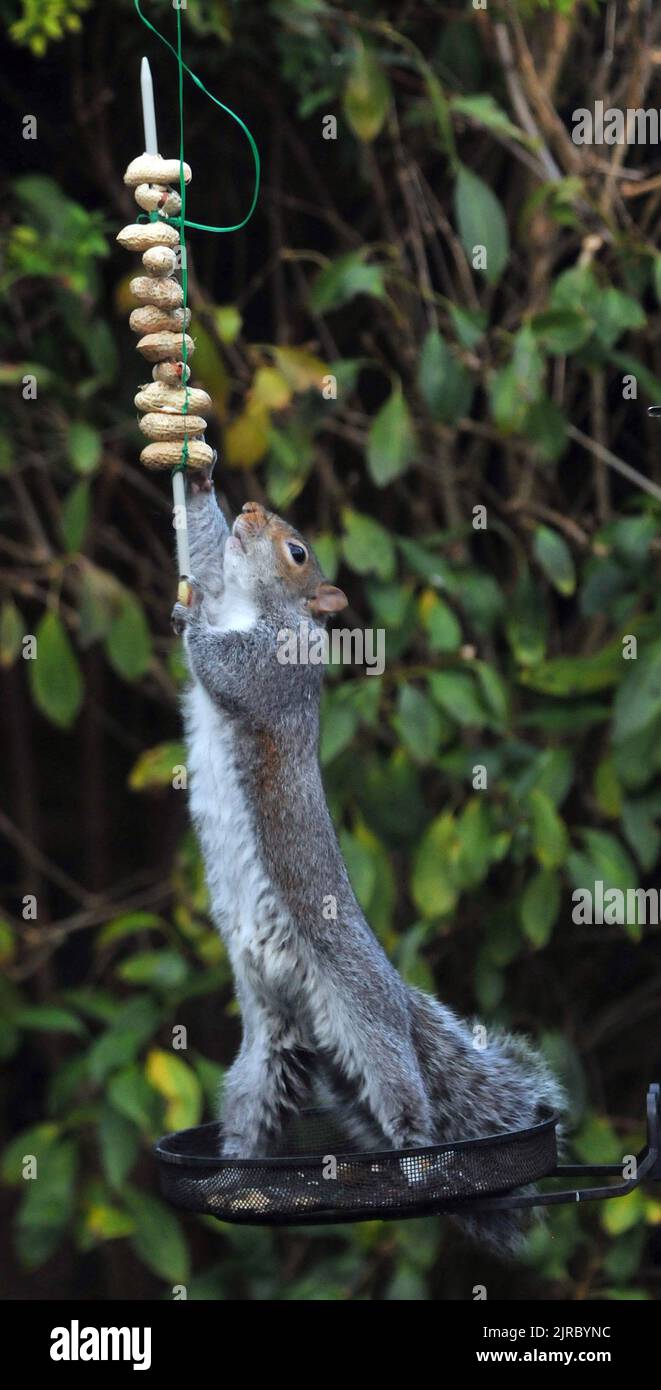 HOW MANY WAYS ARE THERE TO EAT A KEBAB. THIS GREY SQUIRREL IN A GARDEN