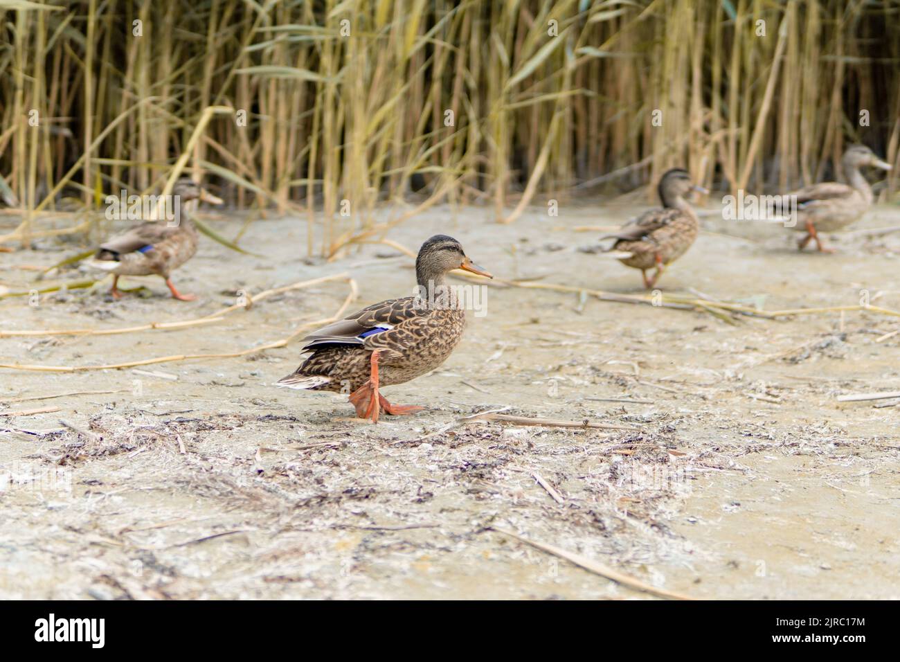 Ducks On The Beach - In The Background Reeds Stock Photo - Alamy