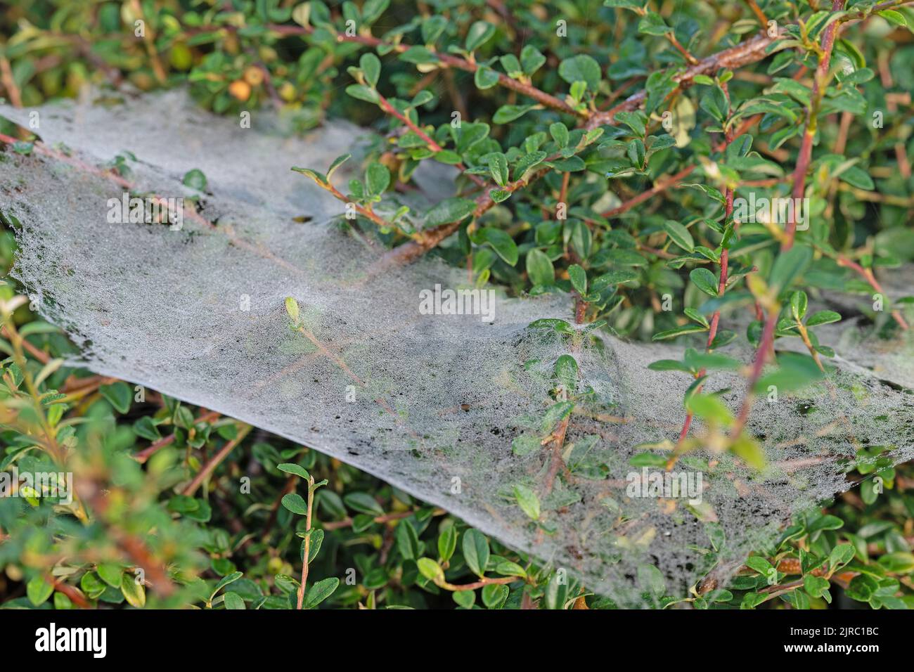 Indian summer, spider web with water drops Stock Photo